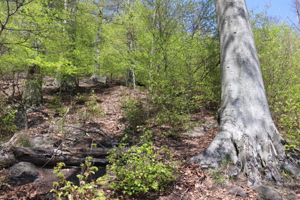 Černice, 10.5.2021
Černický vrch, buk na okraji holoseče.
Klíčová slova: Krušné hory Horní Jiřetín Černice Černický vrch Elater ferrugineus Ischnodes sanguinicollis