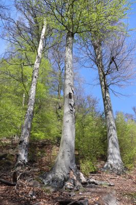 Černice, 10.5.2021
Černický vrch, buky na okraji holoseče.
Klíčová slova: Krušné hory Horní Jiřetín Černice Černický vrch Elater ferrugineus Ischnodes sanguinicollis