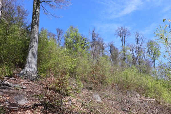 Černice, 10.5.2021
Černický vrch, pohled na holoseče.
Klíčová slova: Krušné hory Horní Jiřetín Černice Černický vrch