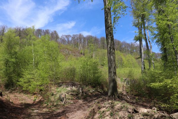 Černice, 10.5.2021
Černický vrch, pohled na holoseče.
Mots-clés: Krušné hory Horní Jiřetín Černice Černický vrch