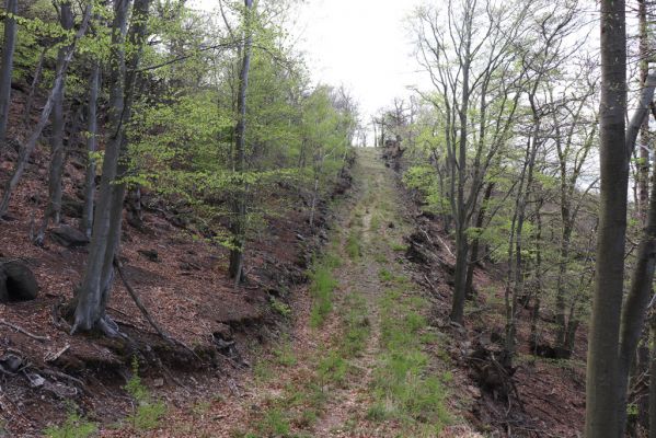 Černice, 10.5.2021
Černický vrch. Těžařská cesta přes vrch s malými modříny.
Klíčová slova: Krušné hory Horní Jiřetín Černice Černický vrch