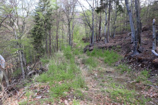 Černice, 10.5.2021
Černický vrch. Těžařská cesta přes vrch s malými modříny.
Klíčová slova: Krušné hory Horní Jiřetín Černice Černický vrch