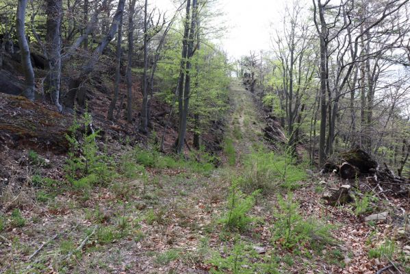 Černice, 10.5.2021
Černický vrch. Těžařská cesta přes vrch s malými modříny.
Klíčová slova: Krušné hory Horní Jiřetín Černice Černický vrch