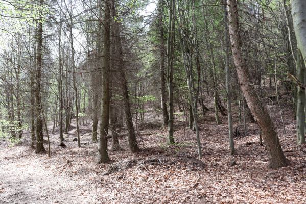 Černice, 10.5.2021
Černický vrch. Vyrubaná část vrchu, zničená výsadbou jehličnanů.
Klíčová slova: Krušné hory Horní Jiřetín Černice Černický vrch