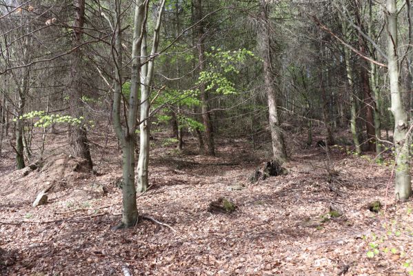 Černice, 10.5.2021
Černický vrch. Vyrubaná část vrchu, zničená výsadbou jehličnanů.
Klíčová slova: Krušné hory Horní Jiřetín Černice Černický vrch