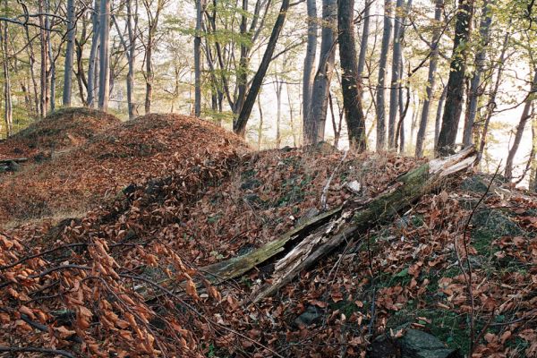 Černice, Alberk, 11.10.2006
Pozůstatky po hradu Alberk. Trouchnivý kmen osídlen kovaříky Stenagostus rhombeus.
Klíčová slova: Krušné hory Horní Jiřetín Černice Alberk Stenagostus rhombeus