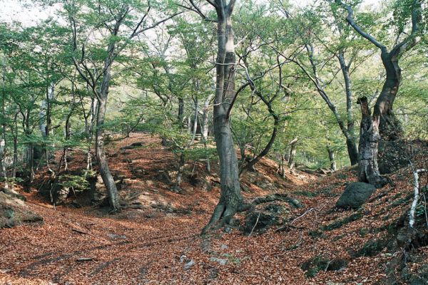 Černice, Alberk, 11.10.2006
Bukový les mezi Alberkem a Trempskými skálami. 
Klíčová slova: Krušné hory Horní Jiřetín Černice Alberk Elater ferrugineus