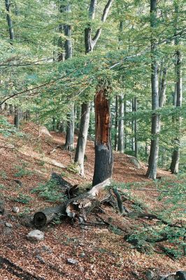 Černice, Alberk, 11.10.2006
Rozlomený kmen dubu mezi Alberkem a Trempskými skálami.
Schlüsselwörter: Krušné hory Horní Jiřetín Černice Alberk Ampedus cinnabarinus praeustus Elater ferrugineus