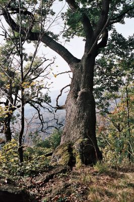 Černice, Černický vrch, 11.10.2006
Starý dub na jižním svahu Černického vrchu.
Klíčová slova: Krušné hory Horní Jiřetín Černice Černický vrch