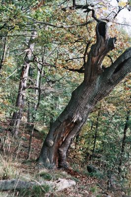 Černice, Černický vrch, 11.10.2006
Starý dub na jižním svahu Černického vrchu osídlený vzácnými potemníky Tenebrio opacus.
Mots-clés: Krušné hory Horní Jiřetín Černice Černický vrch Ischnodes sanguinicollis Tenebrio opacus Elater ferrugineus Osmoderma páchník