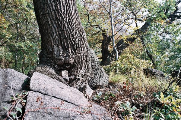 Černice, Černický vrch, 11.10.2006
Duby na jižním svahu Černického vrchu.
Schlüsselwörter: Krušné hory Horní Jiřetín Černice Černický vrch