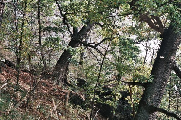 Černice, Černický vrch, 11.10.2006
Duby na jižním svahu Černického vrchu. 
Klíčová slova: Krušné hory Horní Jiřetín Černice Černický vrch