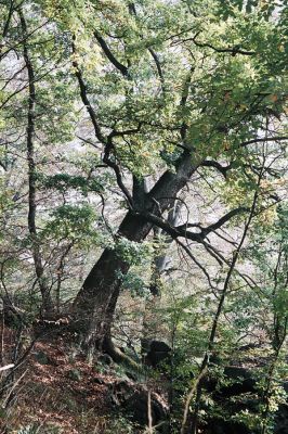Černice, Černický vrch, 11.10.2006
Dub na jižním svahu Černického vrchu. 
Klíčová slova: Krušné hory Horní Jiřetín Černice Černický vrch