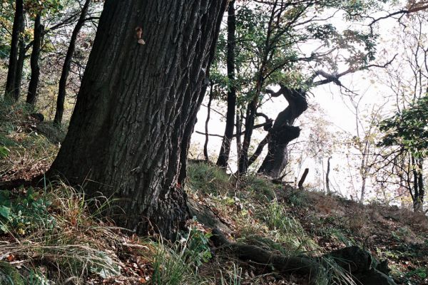 Černice, Černický vrch, 11.10.2006
Duby na jižním svahu Černického vrchu. 
Klíčová slova: Krušné hory Horní Jiřetín Černice Černický vrch Osmoderma páchník