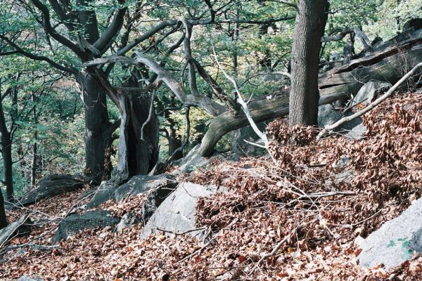 Černice, Černický vrch, 11.10.2006
Duby na jižním svahu Černického vrchu. 
Klíčová slova: Krušné hory Horní Jiřetín Černice Černický vrch Osmoderma páchník