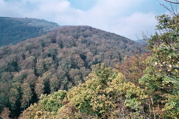 Černice, Černický vrch, 11.10.2006
Pohled na listnaté lesy na Josefinině skále.
Klíčová slova: Krušné hory Horní Jiřetín Černice Černický vrch Josefinina skála Osmoderma páchník Ampedus cinnabarinus rufipennis Denticollis rubens