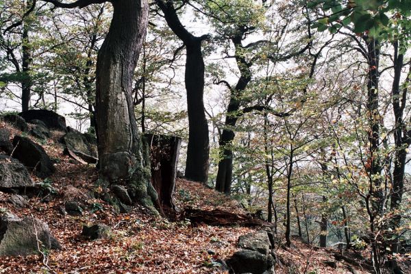 Černice, Josefinina skála, 11.10.2006
Duby na hřbetu Josefininy skály osídlené páchníky hnědými. 
Klíčová slova: Krušné hory Horní Jiřetín Černice Josefinina skála Osmoderma páchník