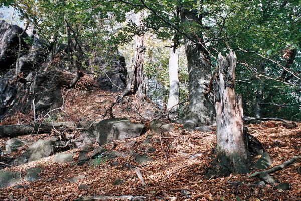 Černice, Josefinina skála, 11.10.2006
Les na hřbetu Josefininy skály. 
Klíčová slova: Krušné hory Horní Jiřetín Černice Josefinina skála