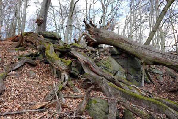 Černice, 21.4.2021
Černický vrch. Biotop druhů Aesalus scarabaeoides, Gnorimus variabilis a Ampedus praeustus.
Klíčová slova: Krušné hory Horní Jiřetín Černice Černický vrch Aesalus scarabaeoides Gnorimus variabilis Ampedus praeustus.