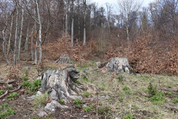 Černice, 21.4.2021
Černický vrch - vyrubaný kus pralesa.
Klíčová slova: Krušné hory Horní Jiřetín Černice Černický vrch Ampedus cinnabarinus rufipennis Cardiophorus ruficollis