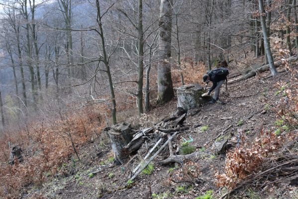 Černice, 21.4.2021
Černický vrch - vyrubaný kus pralesa.
Klíčová slova: Krušné hory Horní Jiřetín Černice Černický vrch Pavel Krásenský