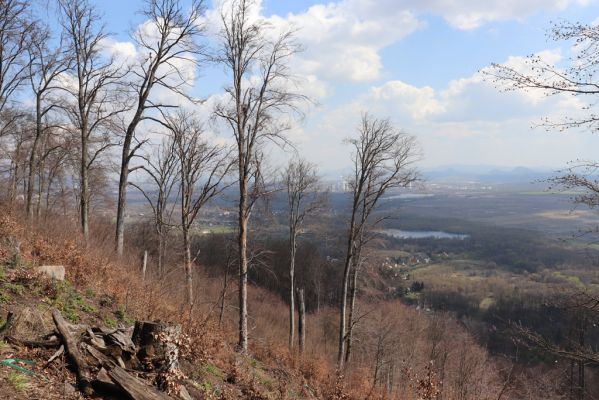 Černice, 21.4.2021
Černický vrch. Holoseč a odumřelé osluněné kmeny buků.
Klíčová slova: Krušné hory Horní Jiřetín Černice Černický vrch
