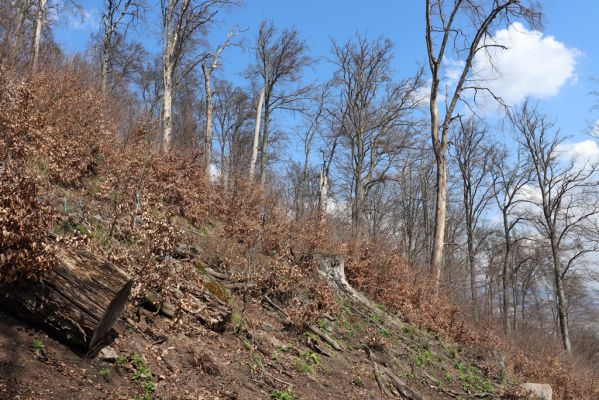 Černice, 21.4.2021
Černický vrch. Holoseč a odumřelé osluněné kmeny buků.
Klíčová slova: Krušné hory Horní Jiřetín Černice Černický vrch