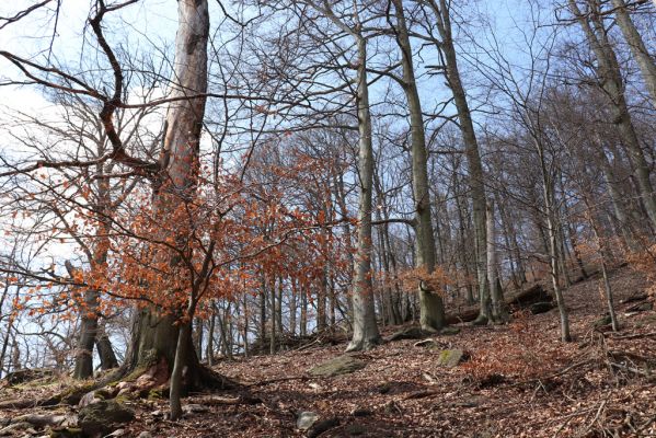 Černice, 21.4.2021
Černický vrch.
Klíčová slova: Krušné hory Horní Jiřetín Černice Černický vrch