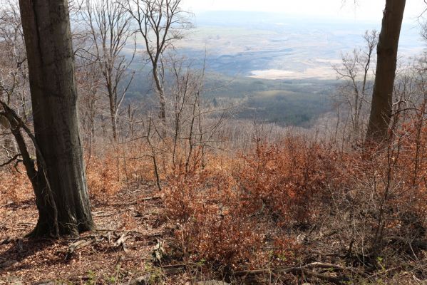 Černice, 21.4.2021
Černický vrch, nad holosečí - pohled na povrchový důl.
Klíčová slova: Krušné hory Horní Jiřetín Černice Černický vrch