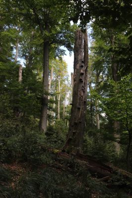 Horní Jiřetín, 25.9.2021
Černice, vrch Kapucín, prales na jižním svahu.
Keywords: Krušné hory Horní Jiřetín Černice vrch Kapucín jih Ischnodes sanguinicollis