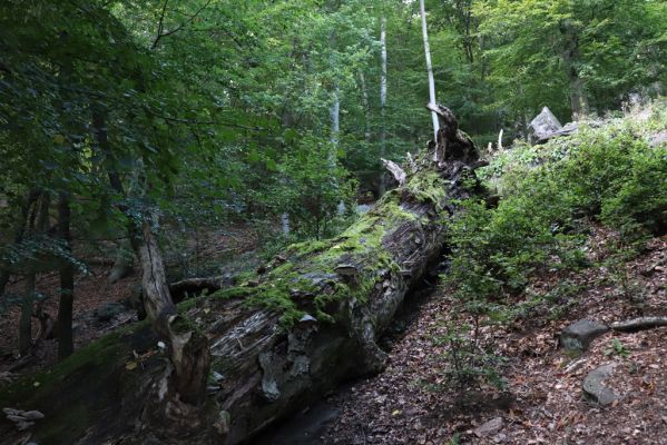 Horní Jiřetín, 25.9.2021
Černice, vrch Kapucín, Liščí skály.
Klíčová slova: Krušné hory Horní Jiřetín Černice vrch Kapucín Liščí skály