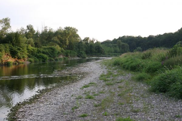 Černotín, 18.7.2017
Meandry Bečvy - štěrkový náplav.
Klíčová slova: Černotín řeka Bečva Adrastus circassicus Zorochros dermestoides