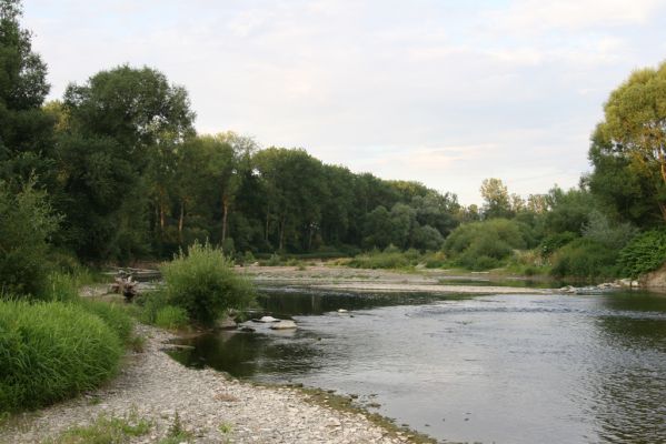 Černotín, 18.7.2017
Meandry Bečvy - štěrkový náplav.
Klíčová slova: Černotín řeka Bečva