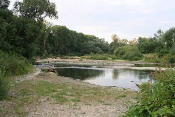 Černotín, 18.7.2017
Meandry Bečvy - štěrkový náplav.
Keywords: Černotín řeka Bečva Zorochros dermestoides