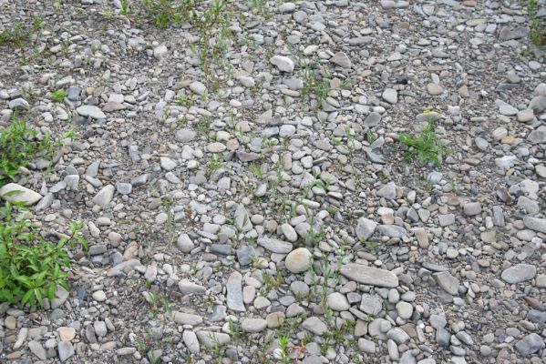 Černotín, 18.7.2017
Meandry Bečvy - štěrkový náplav.
Klíčová slova: Černotín řeka Bečva Zorochros quadriguttatus