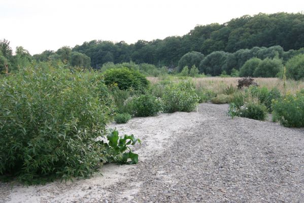 Černotín, 18.7.2017
Meandry Bečvy - štěrkový náplav.
Klíčová slova: Černotín řeka Bečva Adrastus circassicus Betarmon bisbimaculatus Zorochros meridionalis