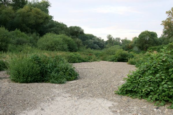 Černotín, 18.7.2017
Meandry Bečvy - štěrkový náplav.
Klíčová slova: Černotín řeka Bečva Adrastus circassicus pallens rachifer Betarmon bisbimaculatus