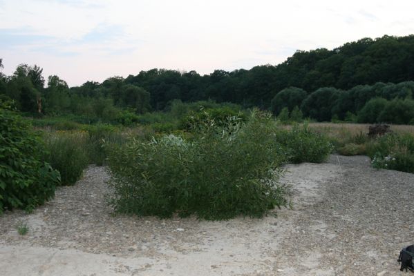 Černotín, 18.7.2017
Meandry Bečvy - štěrkový náplav.
Klíčová slova: Černotín řeka Bečva Adrastus circassicus pallens rachifer Betarmon bisbimaculatus