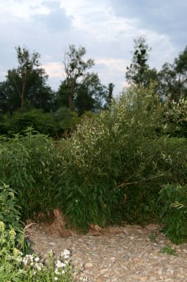 Černotín, 18.7.2017
Meandry Bečvy - štěrkový náplav.
Klíčová slova: Černotín řeka Bečva Adrastus circassicus Betarmon bisbimaculatus