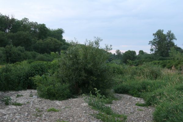 Černotín, 18.7.2017
Meandry Bečvy - štěrkový náplav.
Klíčová slova: Černotín řeka Bečva Adrastus circassicus pallens Betarmon bisbimaculatus