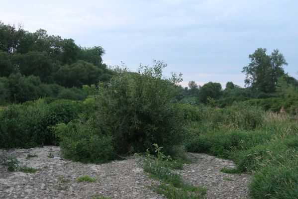 Černotín, 18.7.2017
Meandry Bečvy - štěrkový náplav.
Schlüsselwörter: Černotín řeka Bečva Adrastus circassicus pallens Betarmon bisbimaculatus