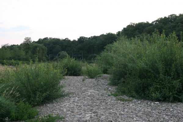 Černotín, 18.7.2017
Meandry Bečvy - štěrkový náplav.
Schlüsselwörter: Černotín řeka Bečva Adrastus circassicus pallens Betarmon bisbimaculatus