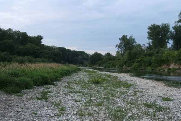 Černotín, 18.7.2017
Meandry Bečvy - štěrkový náplav.
Klíčová slova: Černotín řeka Bečva Adrastus circassicus