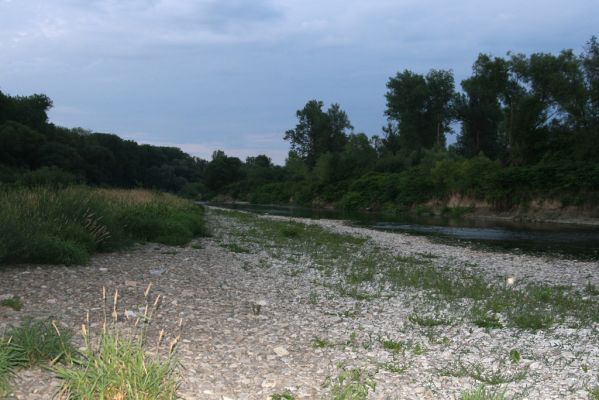 Černotín, 18.7.2017
Meandry Bečvy - štěrkový náplav.
Schlüsselwörter: Černotín řeka Bečva Adrastus circassicus