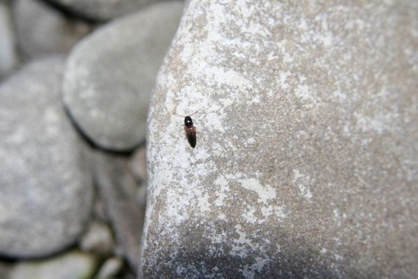 Černotín, 18.7.2017
Meandry Bečvy - štěrkový náplav. Kovařík Adrastus circassicus.
Keywords: Černotín řeka Bečva Adrastus circassicus