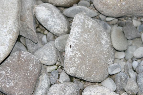 Černotín, 18.7.2017
Meandry Bečvy - štěrkový náplav. Kovařík Adrastus circassicus.
Klíčová slova: Černotín řeka Bečva Adrastus circassicus