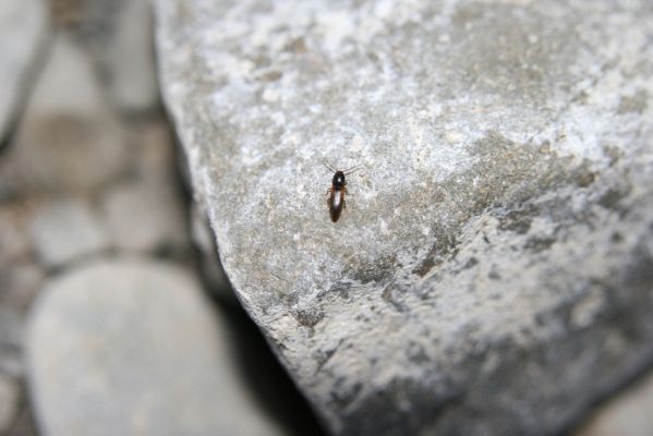 Černotín, 18.7.2017
Meandry Bečvy - štěrkový náplav. Kovařík Adrastus circassicus.
Mots-clés: Černotín řeka Bečva Adrastus circassicus