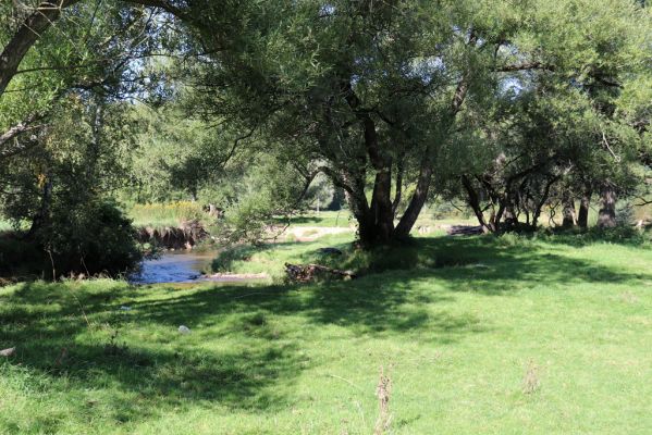 Černousy, 18.9.2020
Meandry Smědé, pastvina.
Klíčová slova: Černousy Smědá meandry pastvina