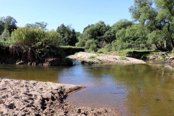 Černousy, 18.9.2020
Meandry Smědé, pastvina.
Schlüsselwörter: Černousy Smědá meandry pastvina