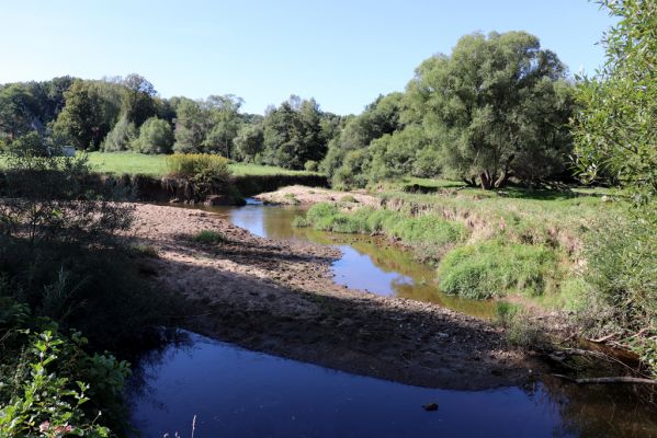 Černousy, 18.9.2020
Meandry Smědé, pastvina.
Keywords: Černousy Smědá meandry pastvina